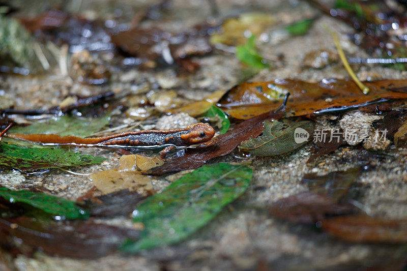 动物:成年喜马拉雅蝾螈(Tylototriton verrucosus)，也被称为鳄鱼蝾螈、鳄鱼蝾螈、喜马拉雅蝾螈和红节蝾螈。